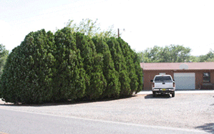 Arborvitae windbreak