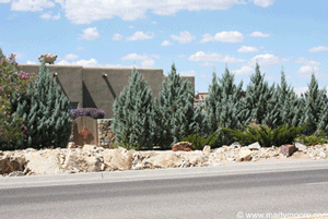 Arizona Cypress windbreak