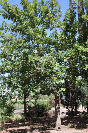 Bur Oak tree