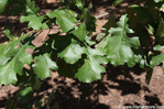 Bur Oak leaves