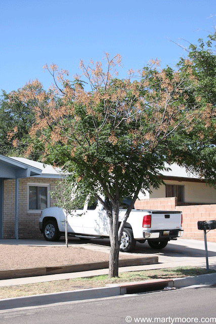 Dying Chinaberry tree