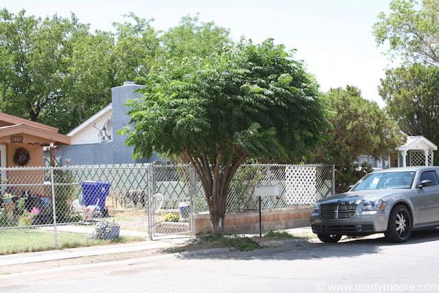 Chinaberry tree