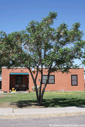 Chinaberry tree