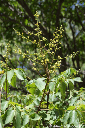 Chinese Flame tree flowers