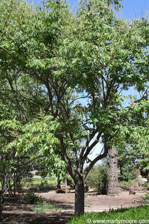 Chinese Flame tree