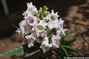 Chitalpa tree flowers