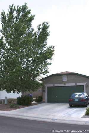 Large Cottonwood tree