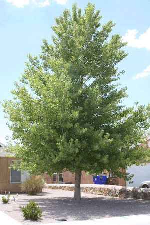 Cottonwood tree