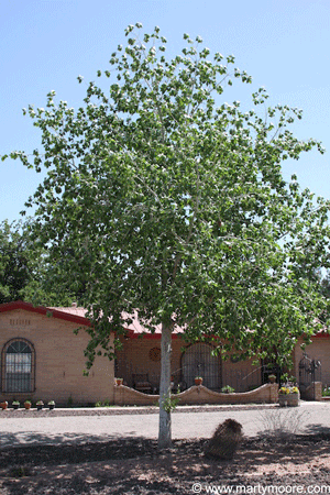 Fast growing tree - Cottonwood tree