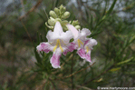 Desert Willow flowers