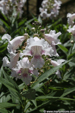 Desert Willow flowers