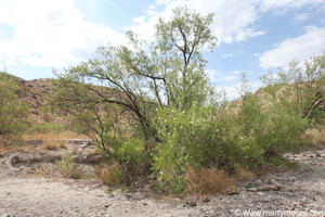 Wild Desert Willow tree