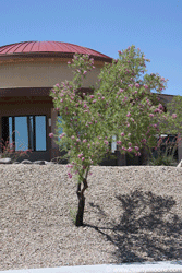 Desert Willow tree
