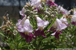 Desert Willow flowers