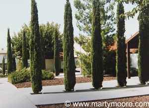 Italian Cypress trees