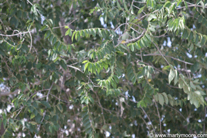 elm trees leaves tree sungardensinc shade