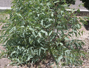 Eucalyptus tree in the southwest garden