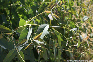 Eucalyptus leaves