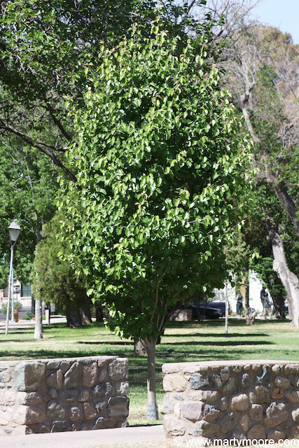 Flowering Pear tree, good small flowering tree