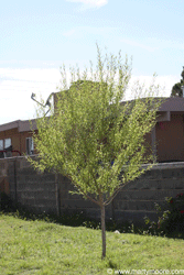 Globe Willow tree