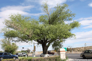 Diseased Globe Willow tree