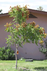 Golden Raintree tree