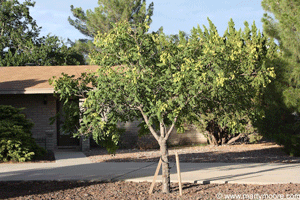 Golden Raintree in the desert southwest garden