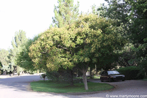 Golden Raintree