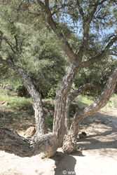 Hackberry tree