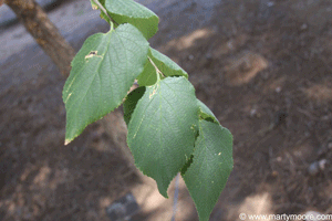 Hackberry trees, good trees