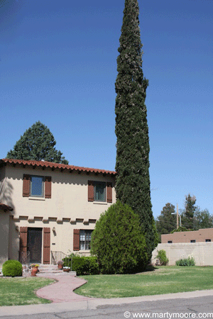 Italian Cypress Trees