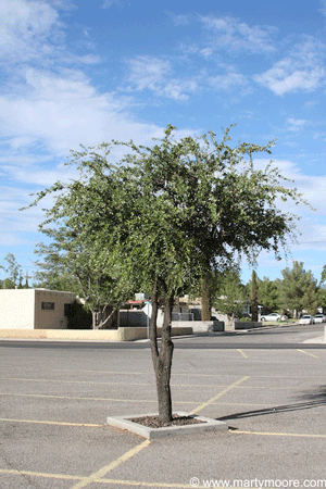 Live Oak tree