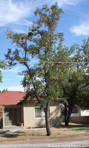 Wild Locust tree