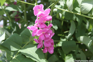 Purple Robe Locust flowers