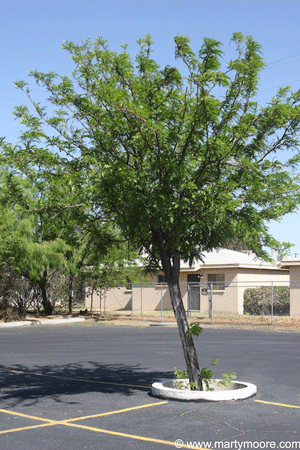 Young Locust tree