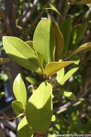 Magnolia leaves