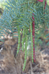 Mesquite tree