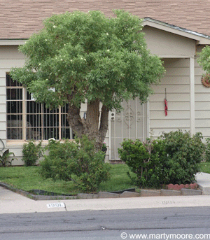 Mexican Elder tree