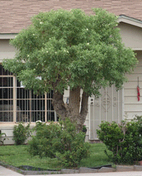 Mexican Elder tree