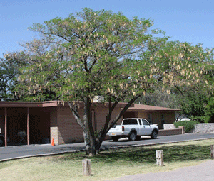 Mimosa tree with seed pods