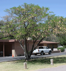 Mimosa tree