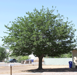 Mulberry tree