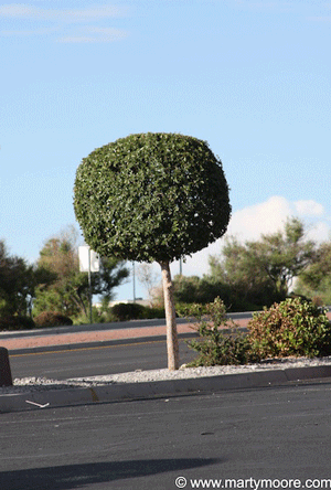 Shaped Live Oak