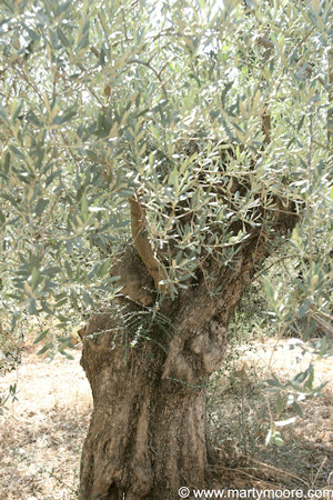 Mature Olive tree