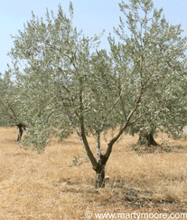 Olive tree