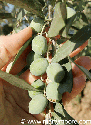 Olives