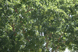 Osage Orange tree with fruit