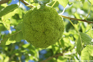 Osage Orange tree fruit