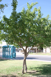 Osage Orange tree