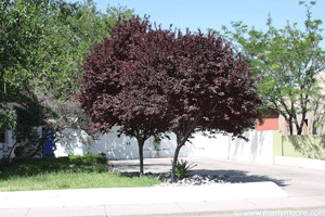 Purple leaf plum tree